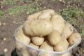 Patates üreticilerine önemli uyarı