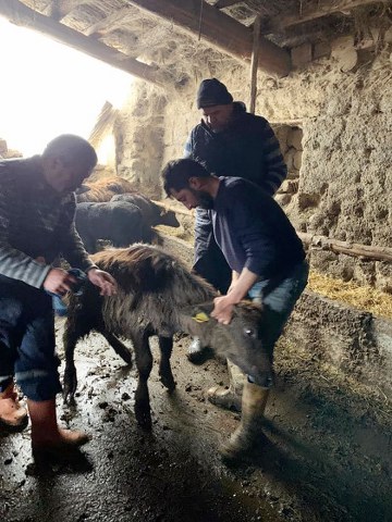 Türkiye’nin manda yetiştiriciliğinin önde