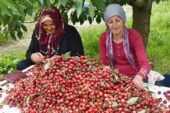 Sultandağı kirazının  ihracatı için proje