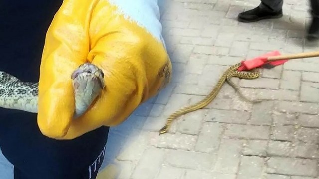 ‘Afyonkarahisar’da zehirli yılan türü tespit edilmedi’ Afyonkarahisar Veteriner Hekimler Odası Yönetim Kurulu, son günlerde Afyonkarahisar’da görüldüğü