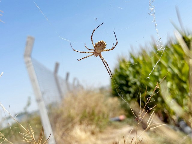 ‘Argiope Lobata’ cinsi zehirli örümcek yonca tarlasında görüldü