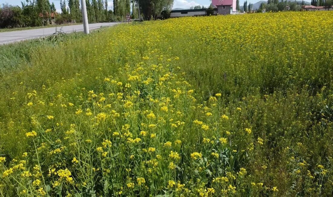 AFYONKARAHİSAR’IN ŞUHUT İLÇESİNDE İL DEFA EKİLEN VE HİÇ SULANMADAN YETİŞEN
