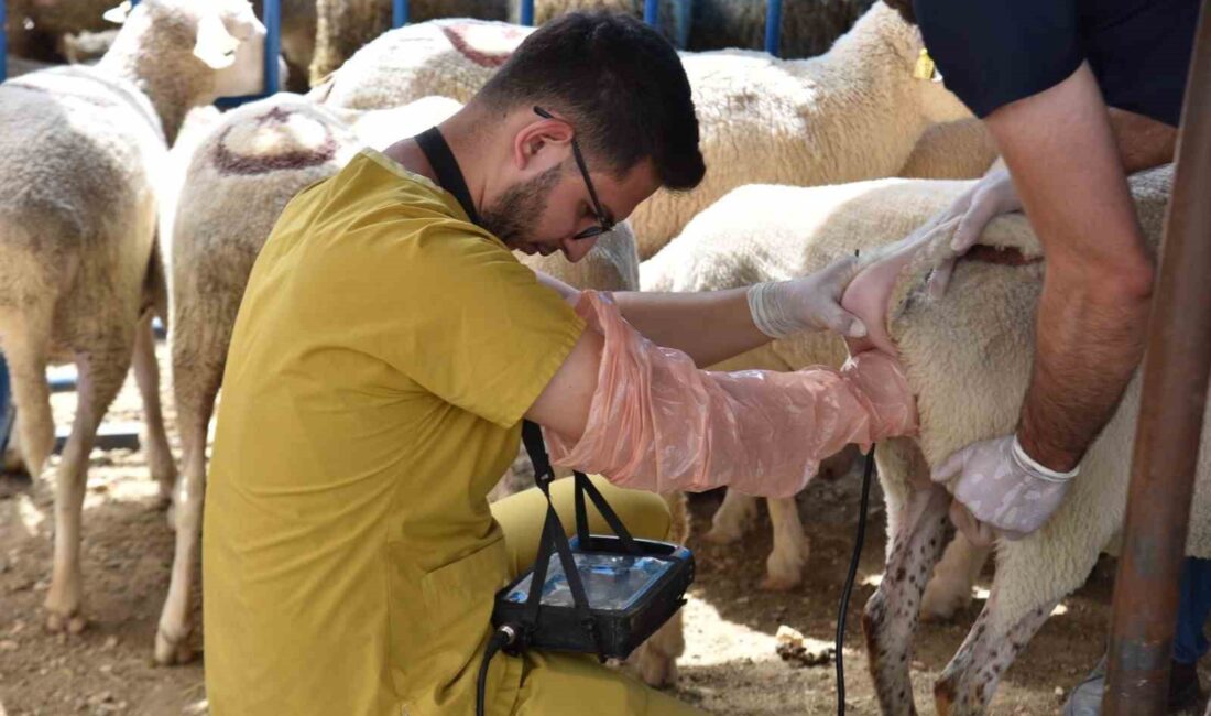 HAYVAN PAZARINDA SATIŞA ÇIKAN HAYVANLARA GEBE TESTİ YAPILDI