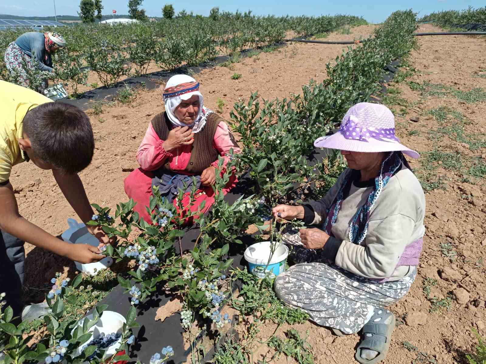 3 Yıl Önce Kurak Bi̇r Arazi̇ye Deneme Amaçlı Eki̇ldi̇, Şi̇mdi̇ Köyün Geçi̇m Kaynağı Oldu