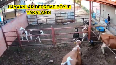 Hayvanlar Depreme Besihanede Yakalandı