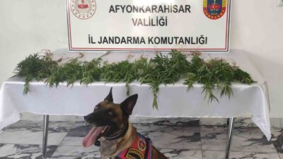 AFYONKARAHİSAR’DA ÇİFTLİĞE BASKIN DÜZENLEYEN JANDARMA EKİPLERİ 41 KÖK KENEVİR ELE
