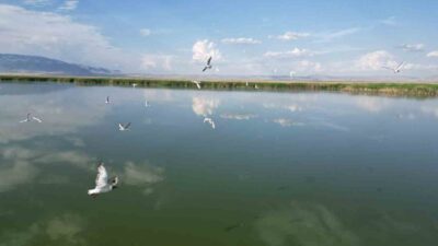 TÜRKİYE’NİN EN BÜYÜK GÖLLERİNDEN BİRİSİ OLAN EBER GÖLÜ’NDE 150’YE YAKIN