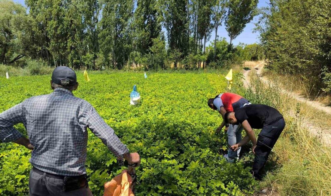 EMET’TE ÜRETİCİLER PATATES ZARARLILARI