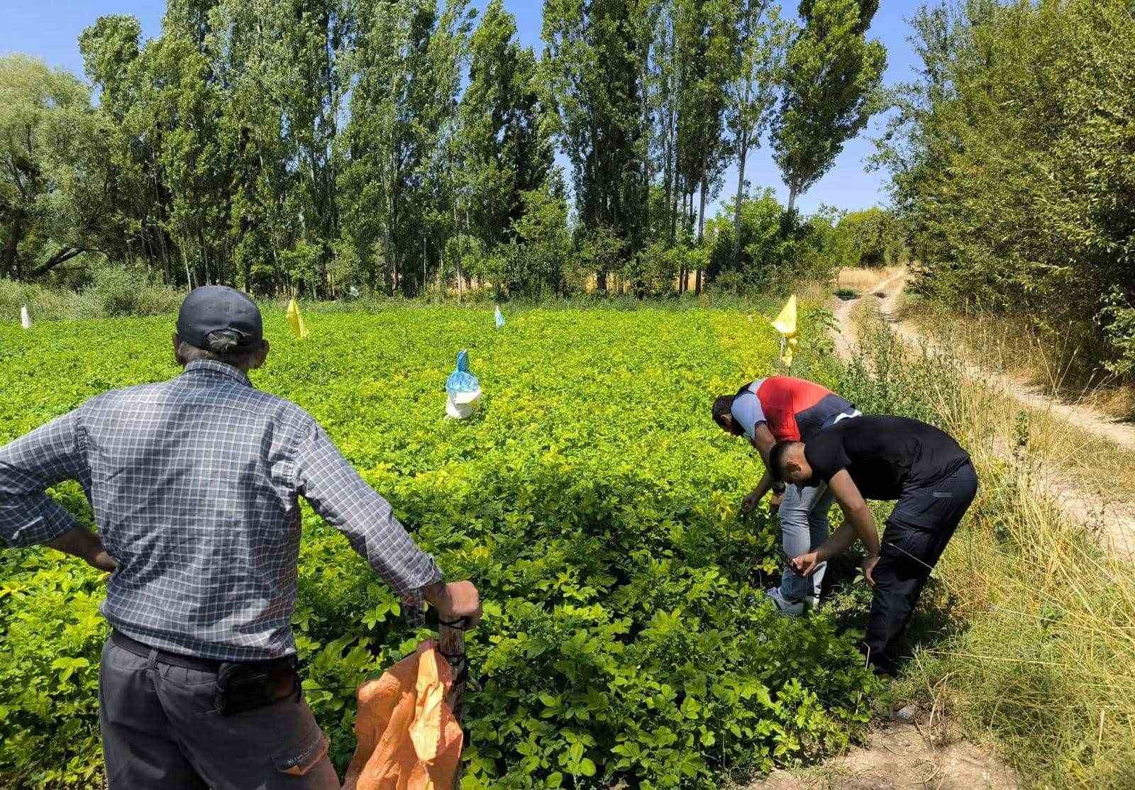 Emette Üreti̇ci̇ler Patates Zararlıları Ve Gübreleme Konularında Bi̇lgi̇lendi̇ri̇ldi̇