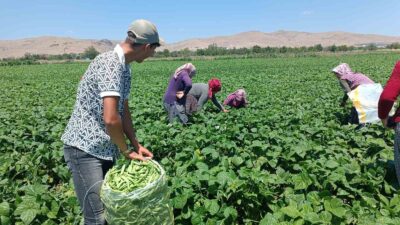 AFYONKARAHİSAR’DA HASADINA YAKLAŞIK 10 GÜN ÖNCE BAŞLANAN VE KİLOGRAM SATIŞININ