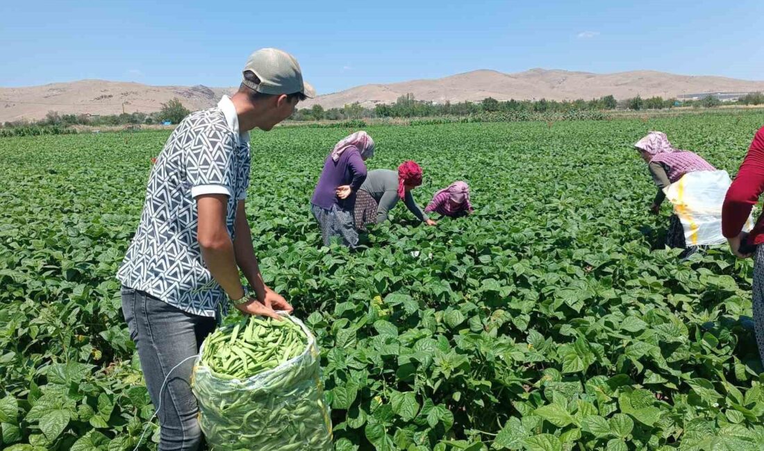 AFYONKARAHİSAR’DA HASADINA YAKLAŞIK 10