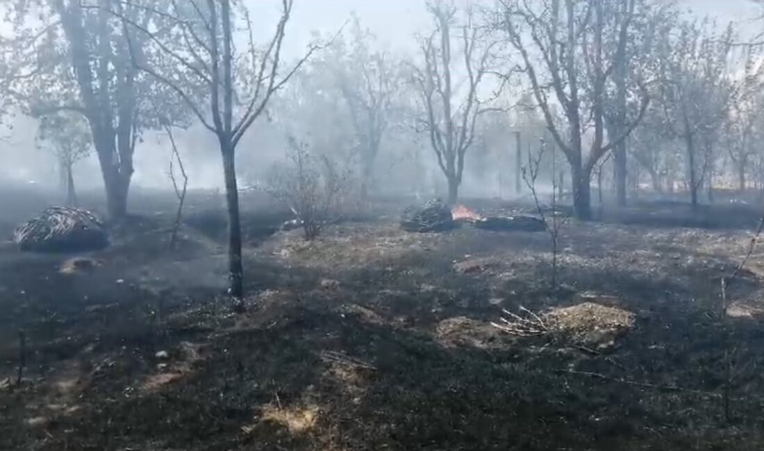 ISPARTA’NIN YALVAÇ İLÇESİNDE MEYVE