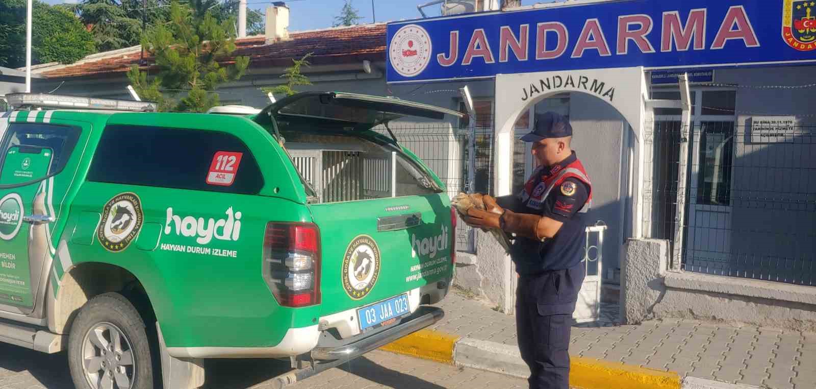 Jandarmanın Bulduğu Yaralı Kızıl Şahi̇n Koruma Altına Alındı