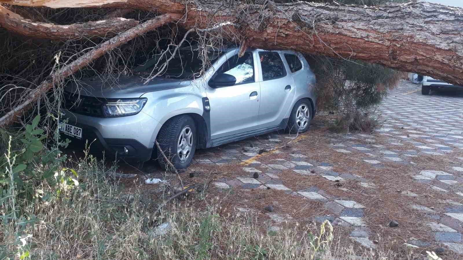 Koca Çam Ağacı Aracın Üzeri̇ne Devri̇ldi̇