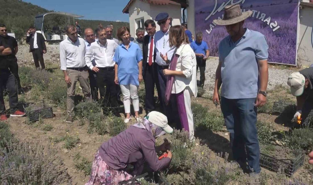 NİDA OLÇAR'IN LAVANTA BAHÇESİNDE