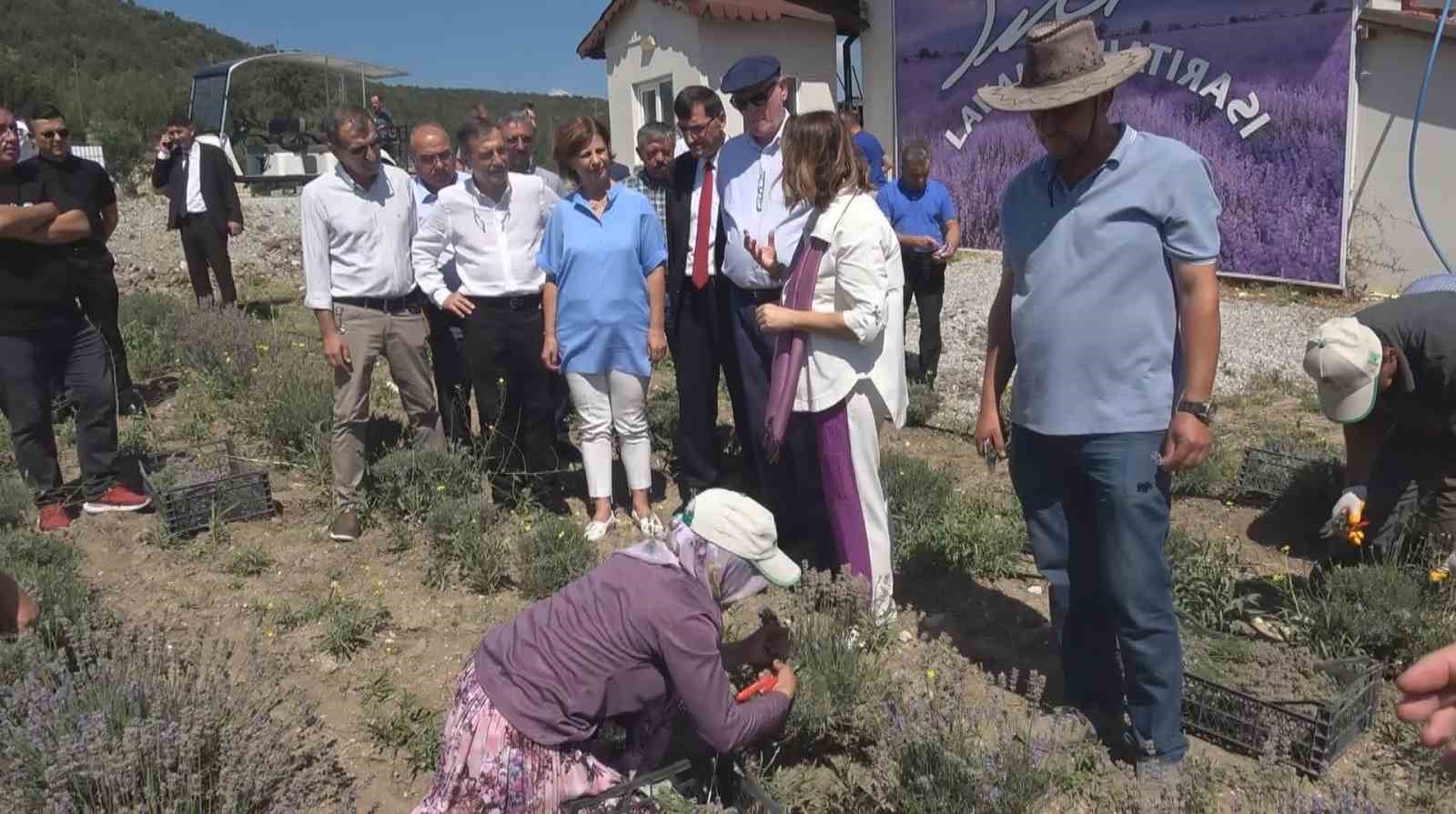 Kütahyada Çi̇ni̇ Sanatçısı Ni̇da Olçarın Oluşturduğu Lavanta Bahçesi̇nde Hasat Dönemi̇ Başladı