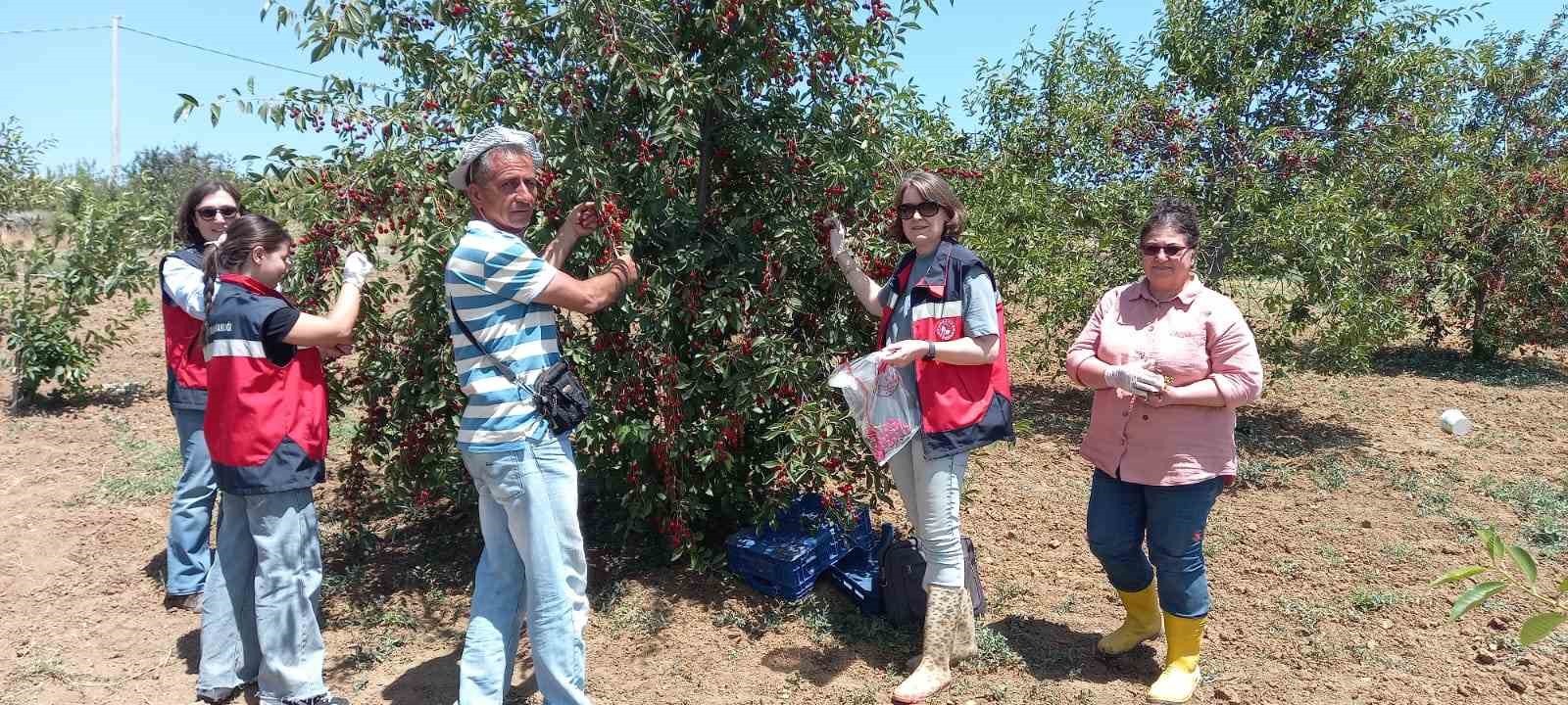 Kütahyada Ki̇raz Ve Vi̇şne Numunesi̇ Alımları