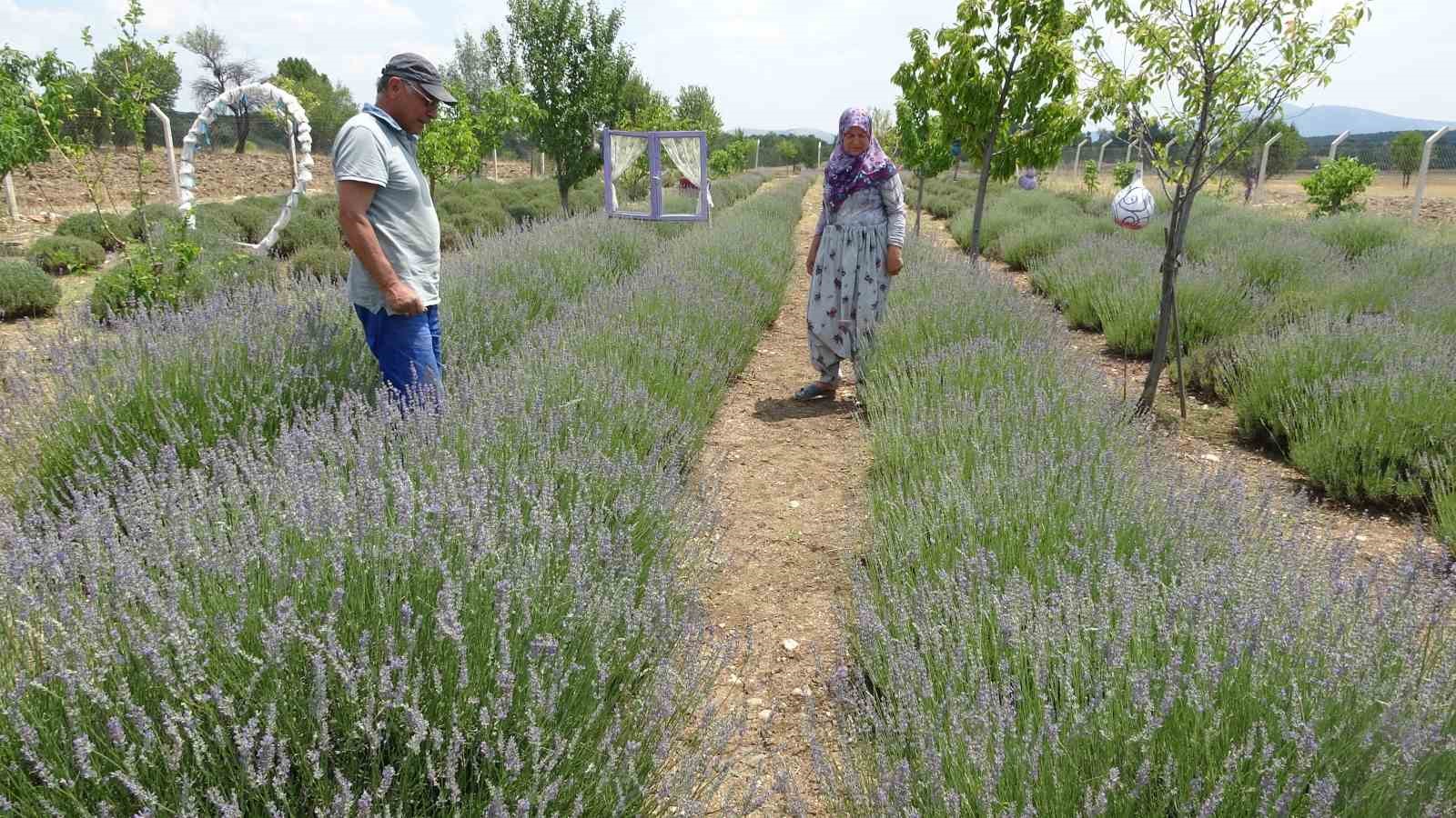 Kütahyalı Çi̇fti̇n 9 Yıl Önce Hobi̇ Amacıyla Kurduğu Lavanta Bahçesi̇ Şi̇mdi̇ Geli̇r Kapıları Oldu