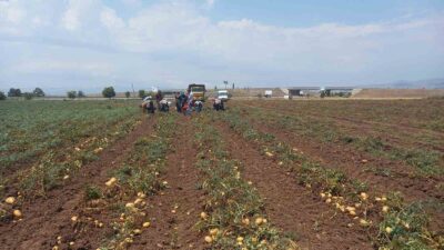 AFYONKARAHİSAR’IN SANDIKLI İLÇESİNDE İLÇEDE 800’ÜN ÜZERİNDE PATATES ÜRETİCİSİ TARAFINDAN 40