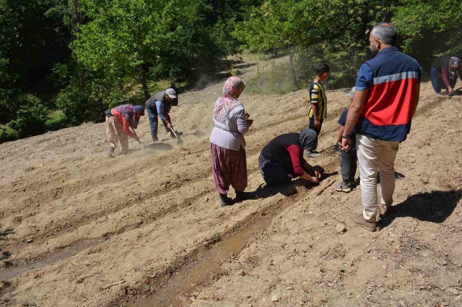 Tavşanlıda Ölmez Otu Fi̇de Tesli̇mi̇ Ve Di̇ki̇m İşleri̇ Yapıldı