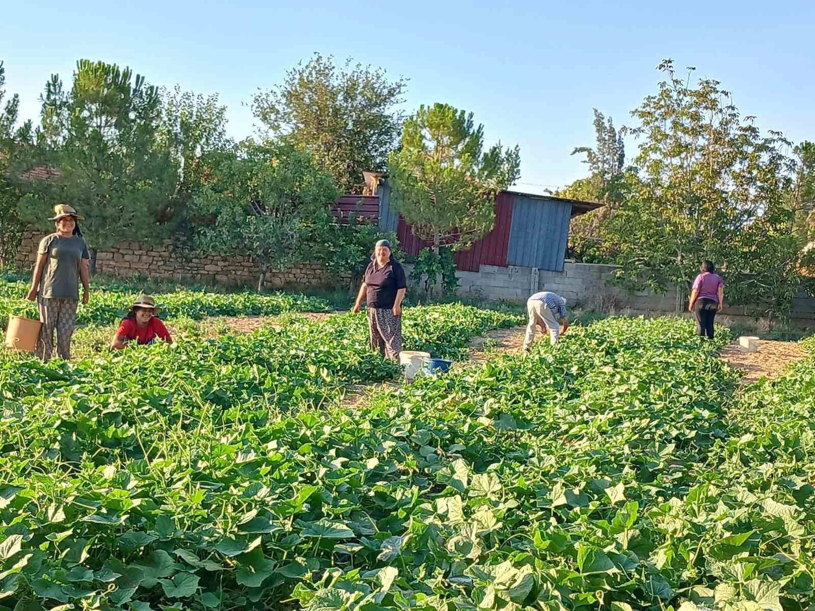 Başmakçının Korni̇şon Salatalığı Avrupa Sofralarını Süslüyor