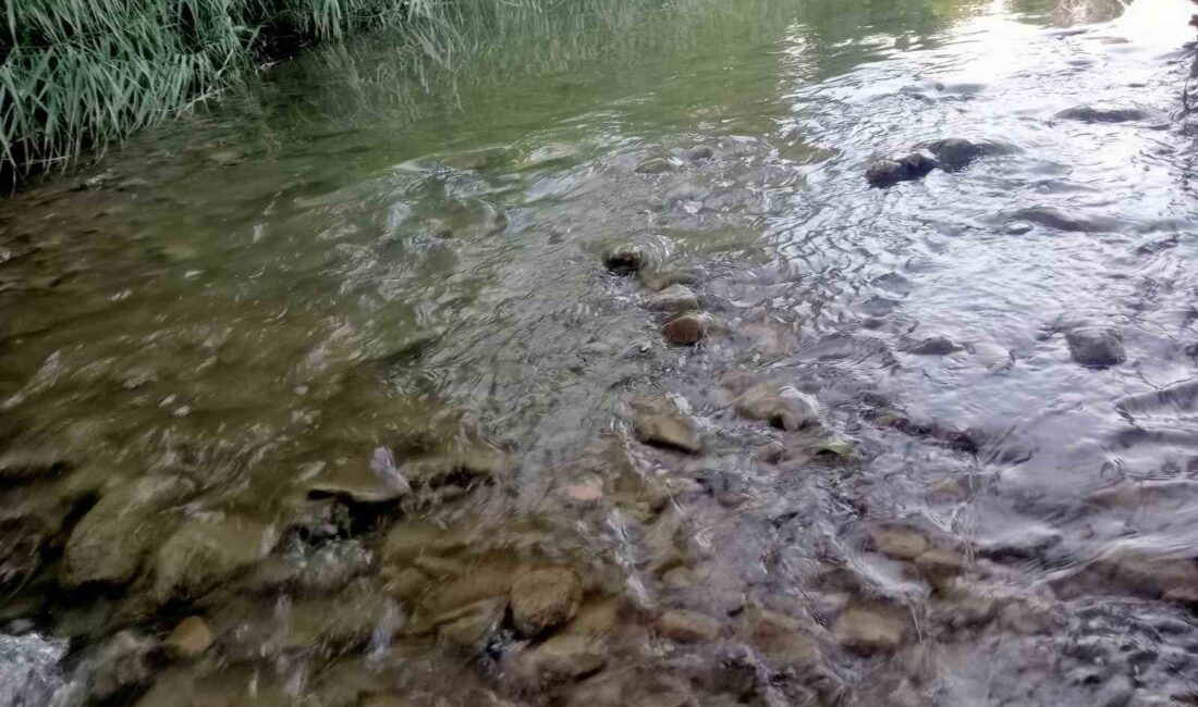 GEDİZ NEHRİNDE BALIK ÖLÜMLERİ