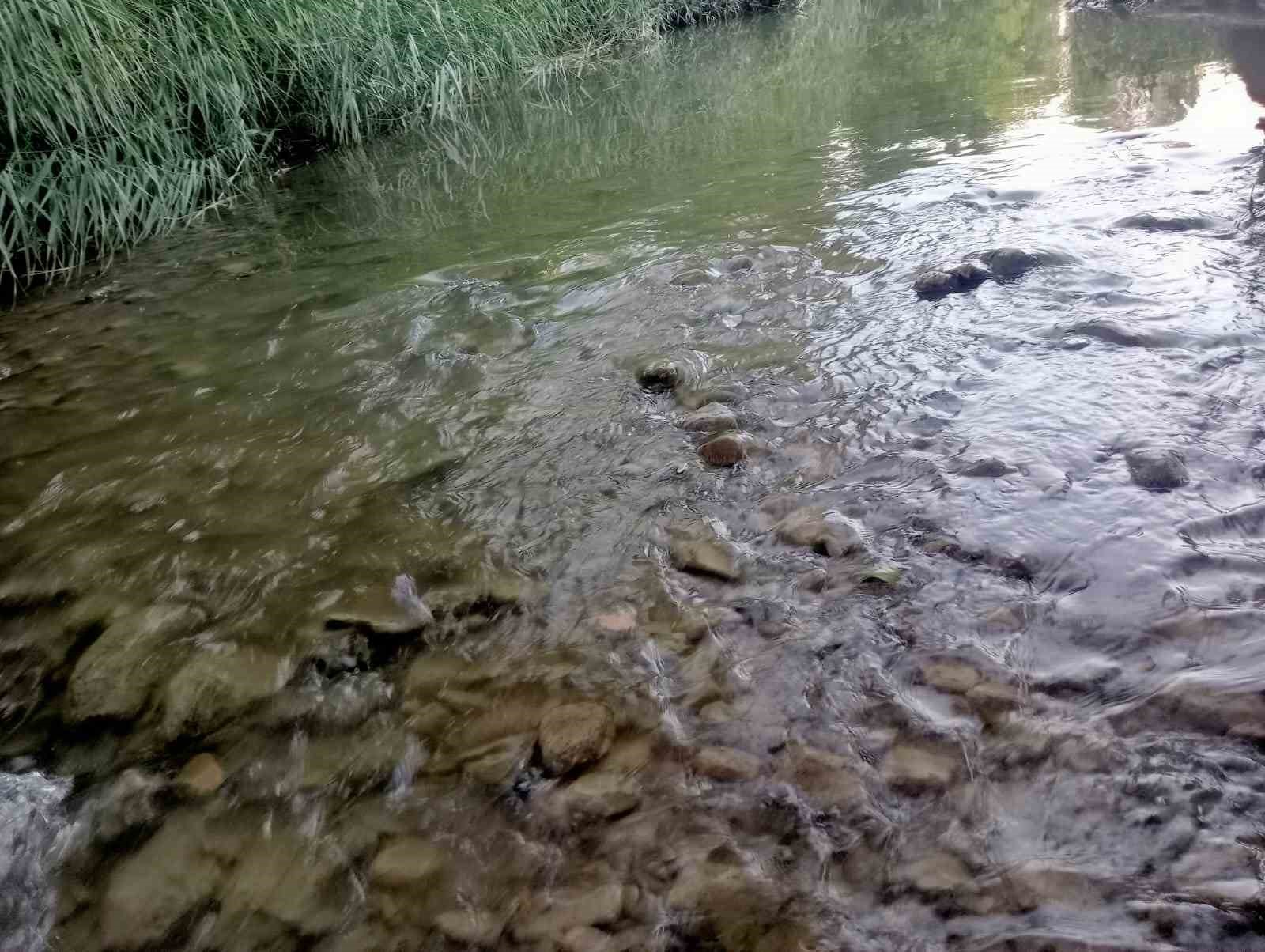 Gedi̇z Nehri̇nde Balık Ölümleri̇ Endi̇şelendi̇ri̇yor