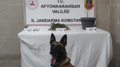 JANDARMA YAPTIĞI BASKINDA KENEVİR VE ESRAR ELE GEÇİRDİ
