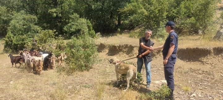 Kaybetti̇ği̇  Küçükbaş Hayvanlarını Jandarma Buldu