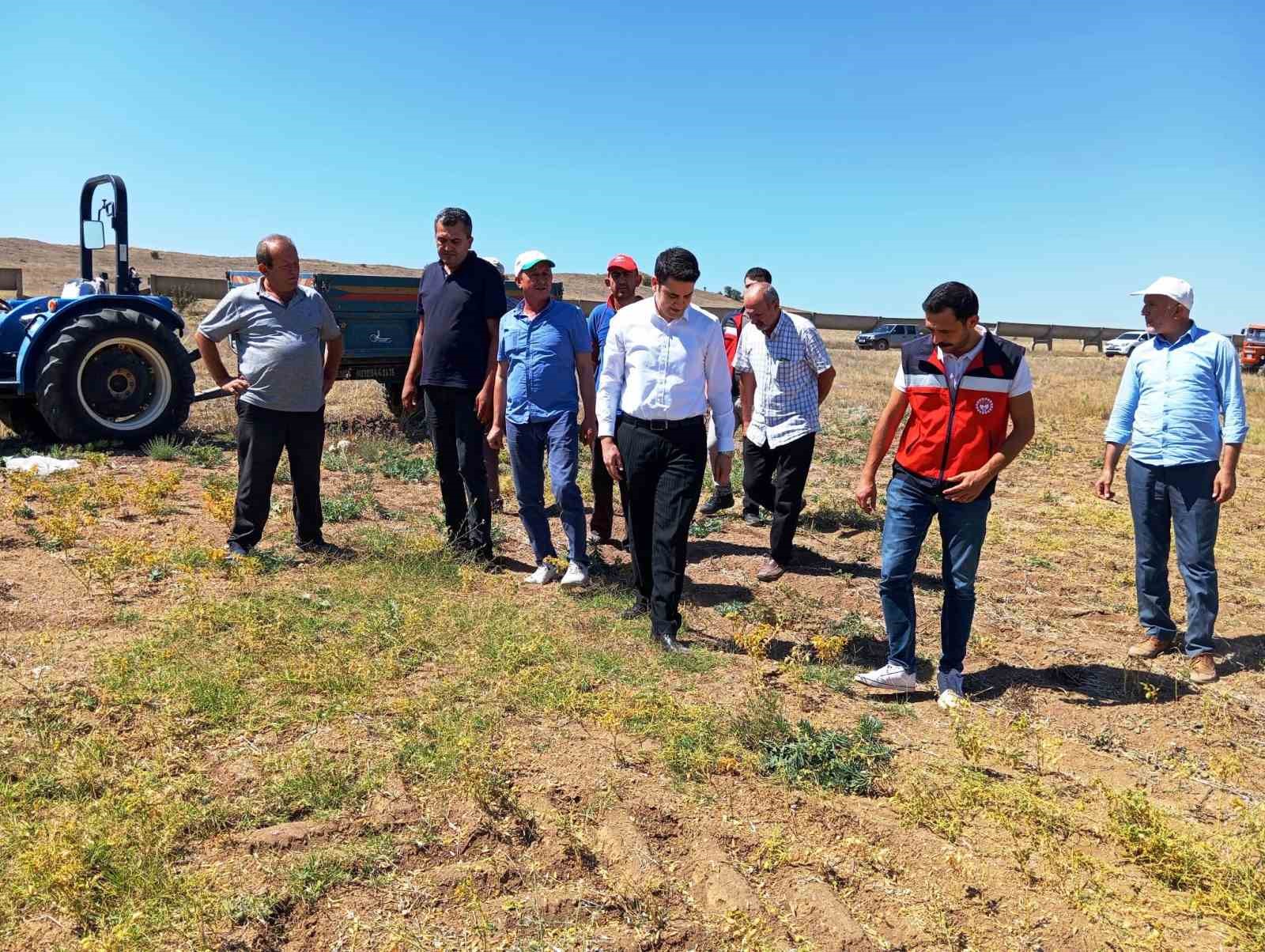 Kaymakam Gedik, nohut hasat kontrollerine katıldı