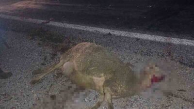 AFYONKARAHİSAR’DA YOLDAN GEÇEN KÜÇÜKBAŞ HAYVAN SÜRÜCÜSÜNÜN İÇİNE DALAN OTOMOBİL 9