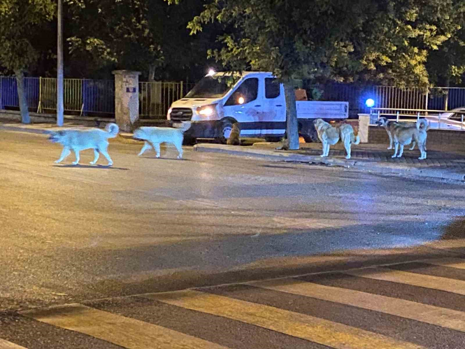 Sürü Hali̇nde Gezen Sokak Hayvanları Endi̇şeye Neden Oluyor