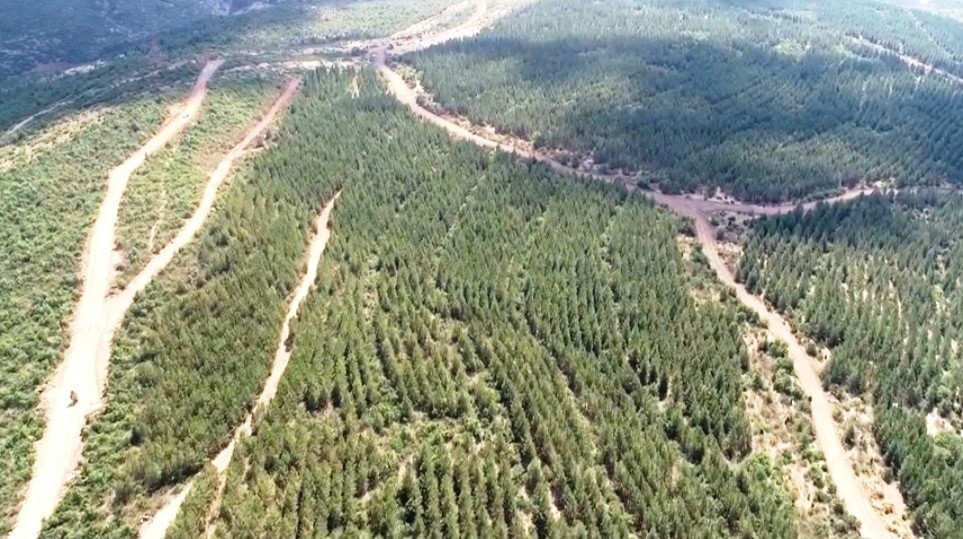 TAVŞANLI’DA AĞAÇLANDIRMA SAHALARINDAKİ YOLLARDA