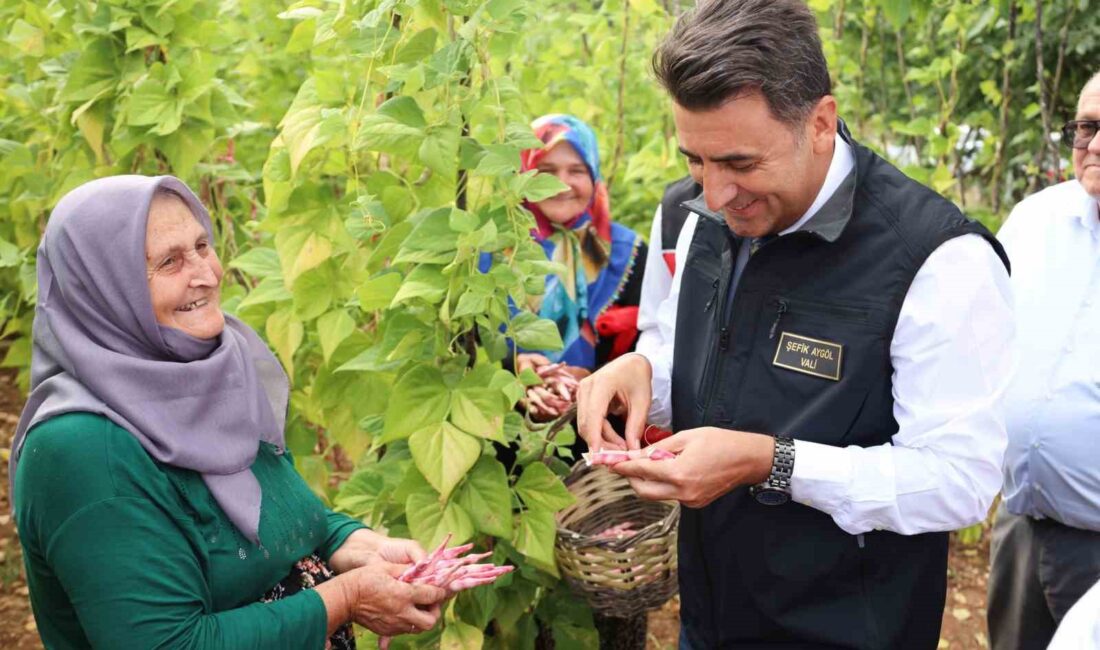 BİLECİK'TE BARBUNYA HASADI BAŞLADI