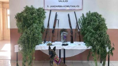 AFYONKARAHİSAR’DA JANDARMA TARAFINDAN GERÇEKLEŞTİRİLEN OPERASYONDA EVLERİ İLE ARAZİLERİNE KENEVİR EKEREK