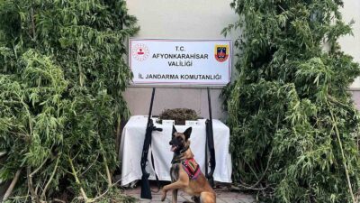 AFYONKARAHİSAR’DA ESRAR VE KENEVİR YAKALANDI