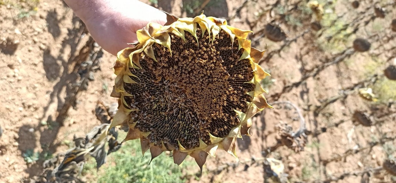 Ayçiçeği hasadı devam ediyor