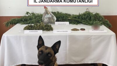 AFYONKARAHİSAR’DA EVİNİN BALKONUNDA YASA DIŞI KENEVİR YETİŞTİREN BİR ŞAHIS JANDARMA