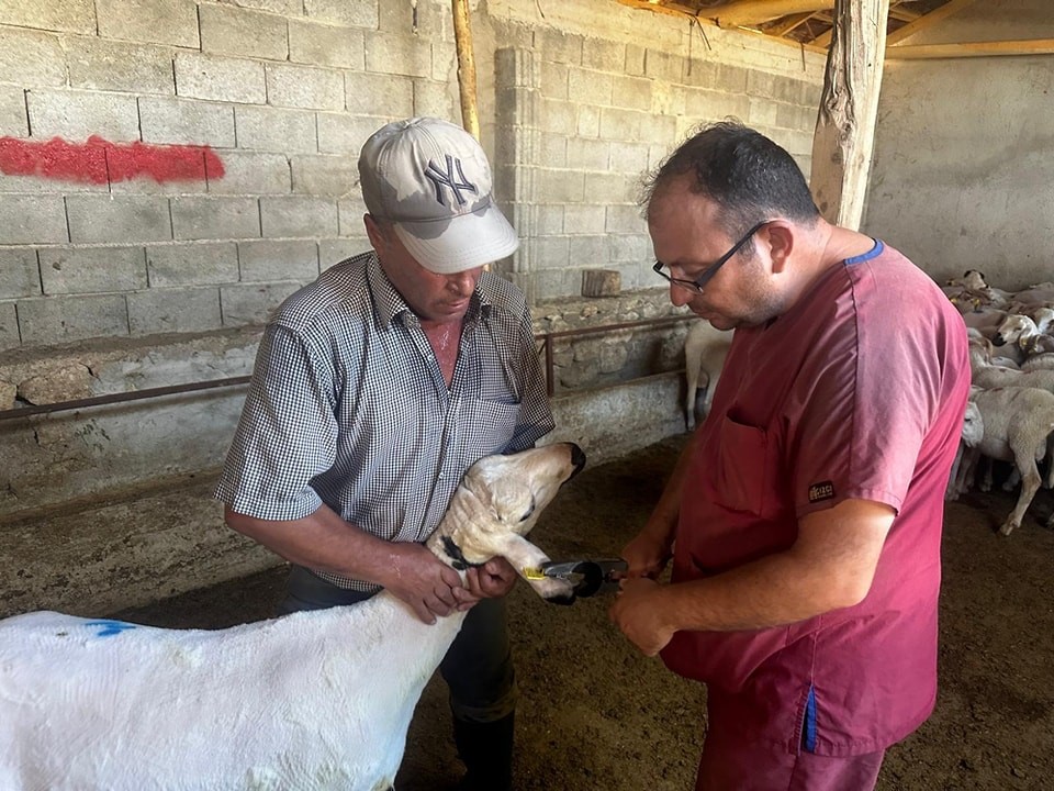 Başmakçı’da hayvan sağlığı çalışmaları devam ediyor