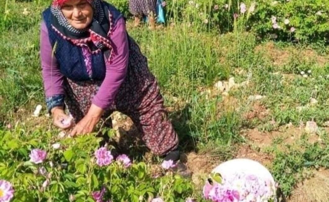 ISPARTA’DA GÜL ÇİÇEĞİNİN TABAN