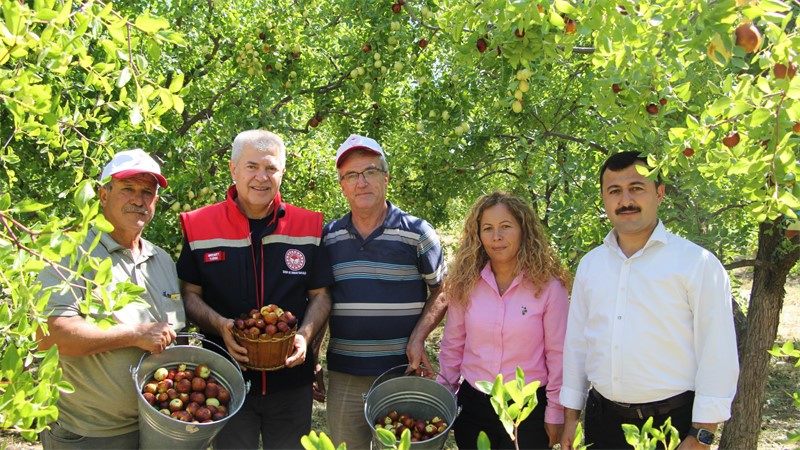 ISPARTA'DA BAHÇELERDE HÜNNAP HASADI