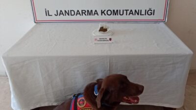 AFYONKARAHİSAR’DA JANDARMA EKİPLERİ BİR EVE YAPTIKLARI BASKINDA 333 KULLANIMLIK BONZAİ