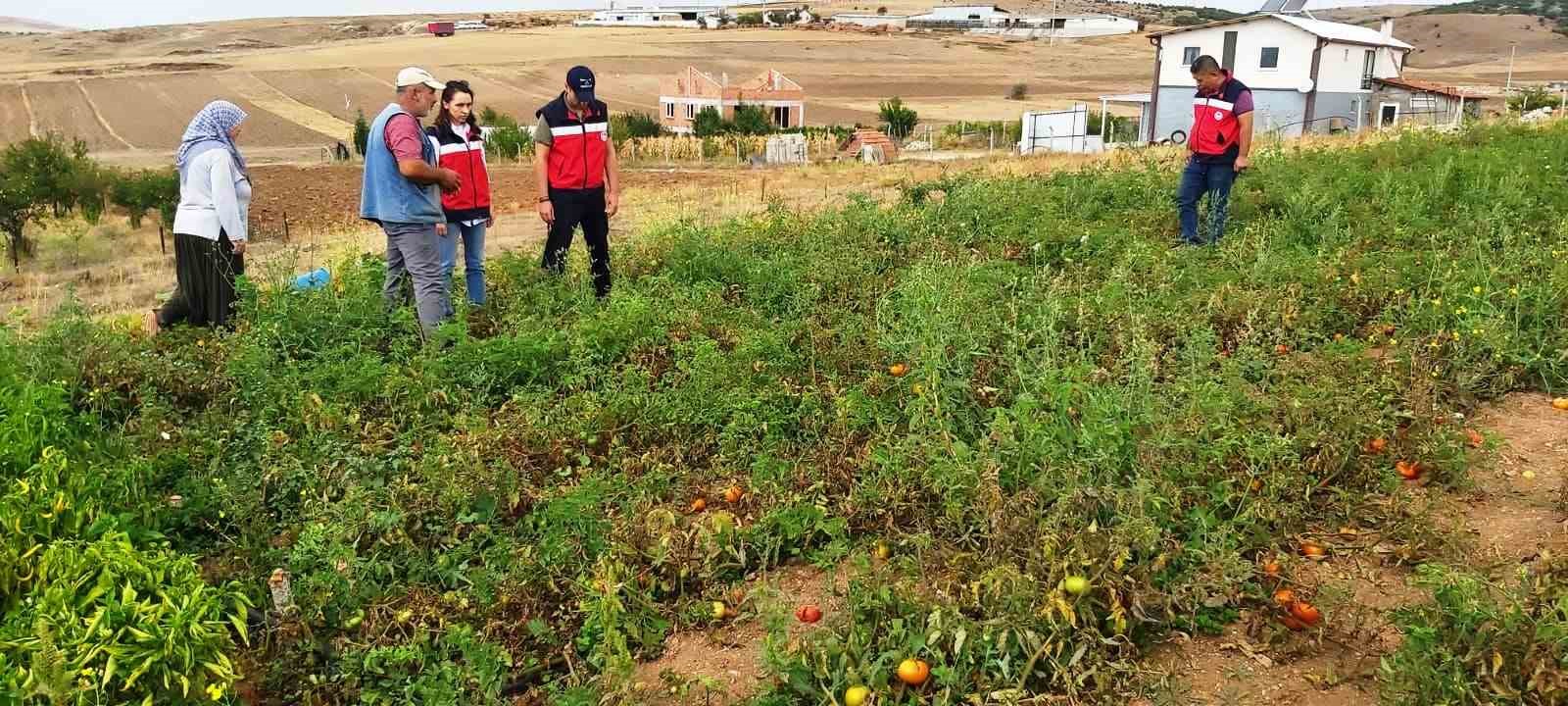 Kütahya’da TAKE projelerinden domates ve biber üretim alanları denetlendi