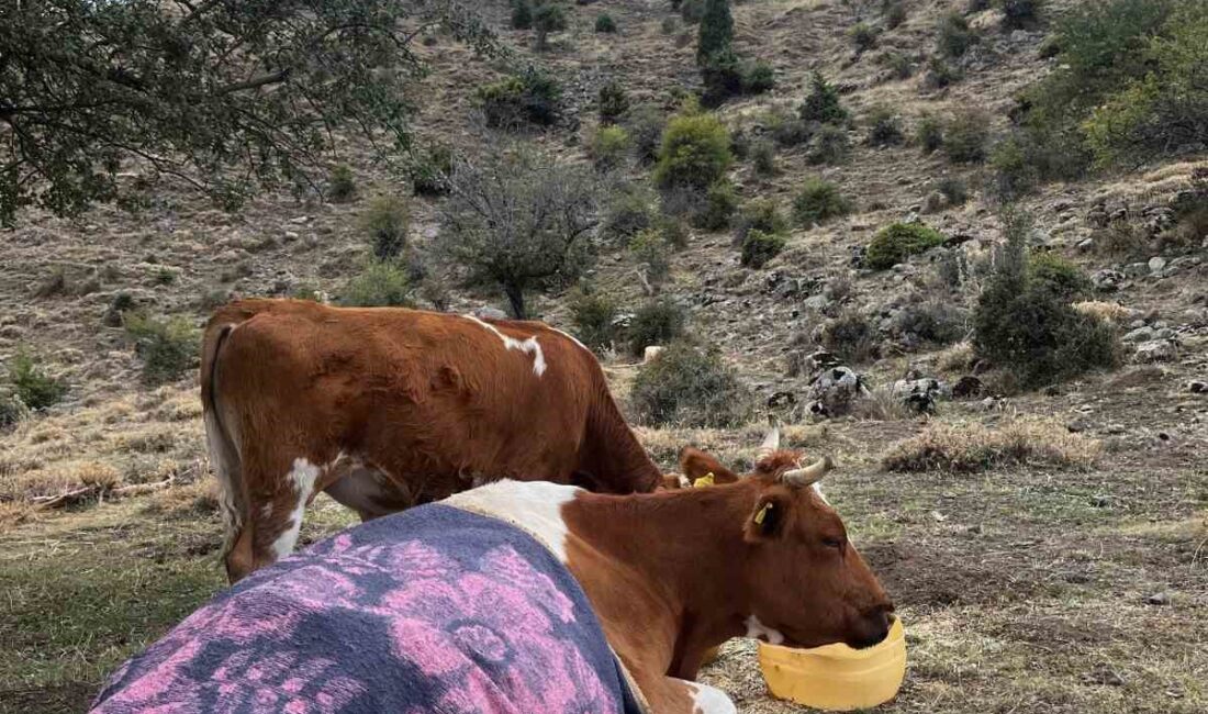 AFYONKARAHİSAR’DA ARAZİDE OTLAYAN SÜRÜDEN