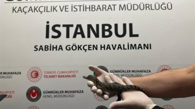 Ticaret Bakanlığı Gümrükler Muhafaza ekiplerince, Türkiye’ye giriş yapmak üzere İstanbul