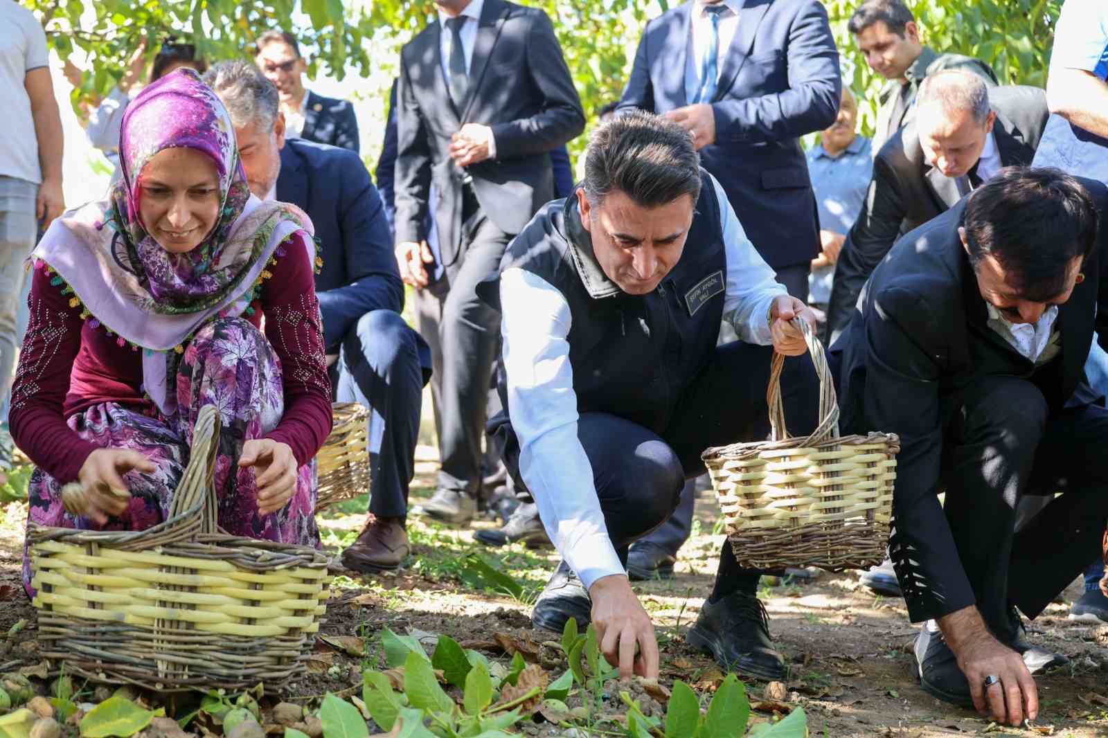 Ceviz üretiminde Türkiye 3’üncüsü Bilecik oldu