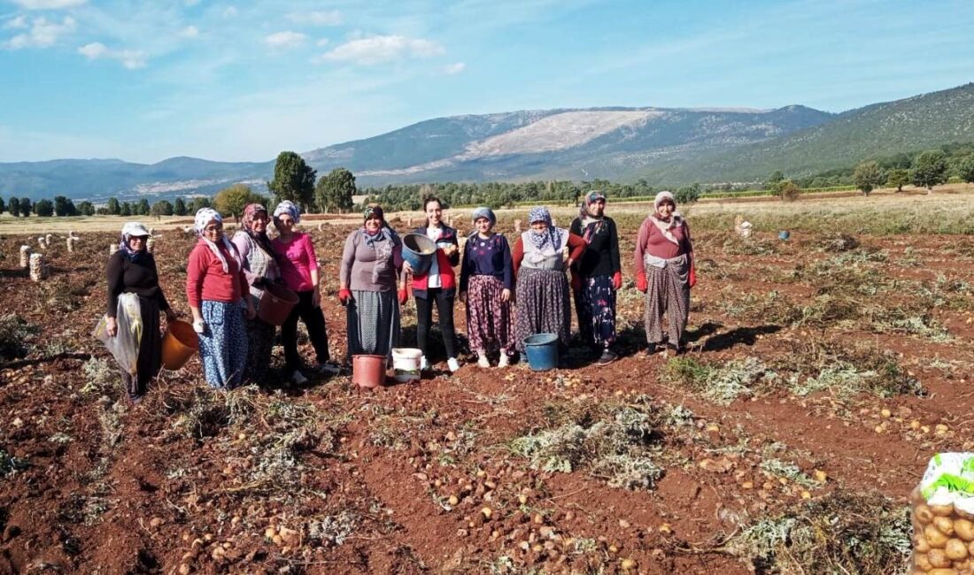 DOMANİÇ’TE PATATES HASAT ÇALIŞMALARI