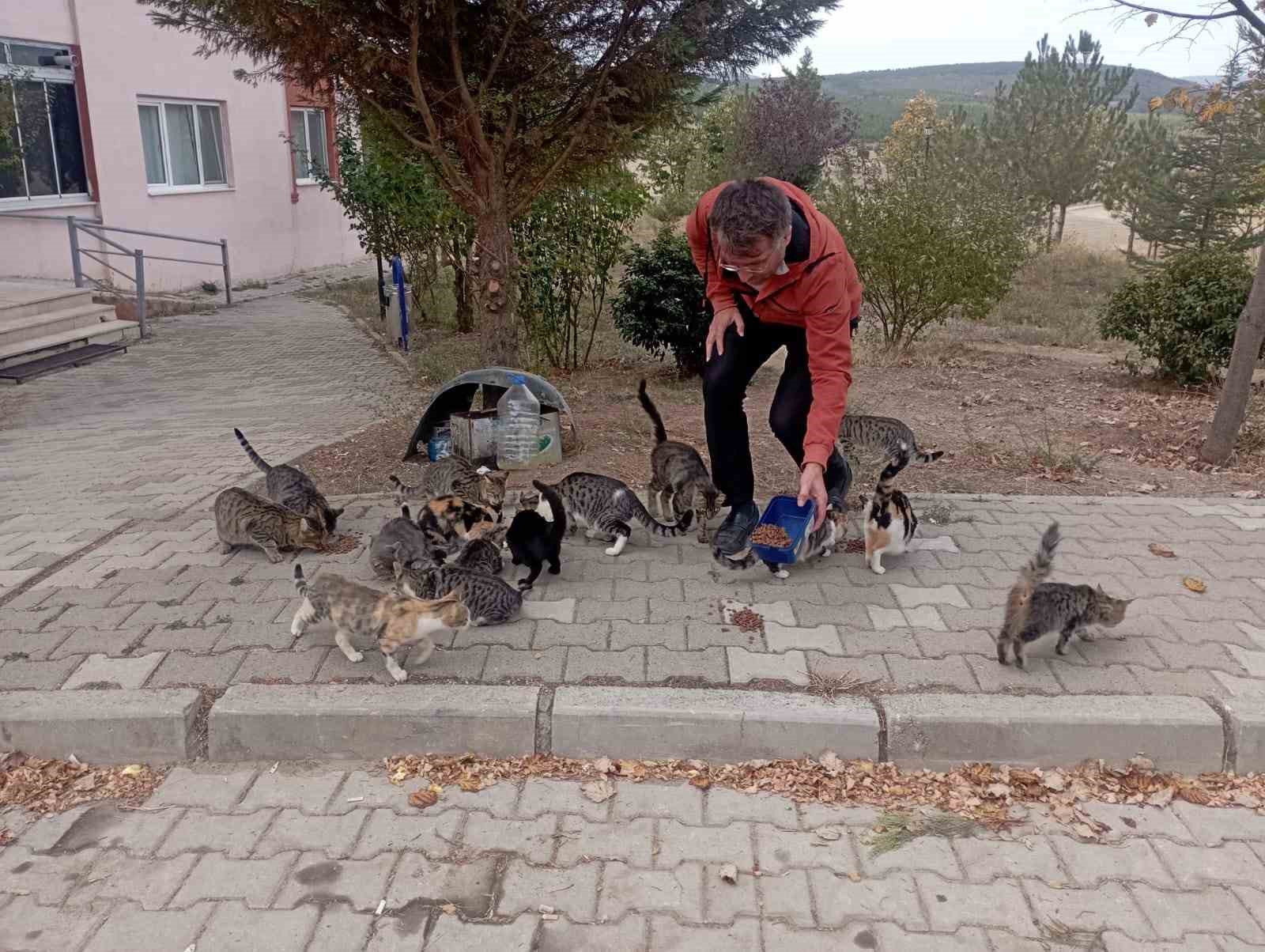 Hisarcık’lı esnaf 30 sokak kedisine bakıyor