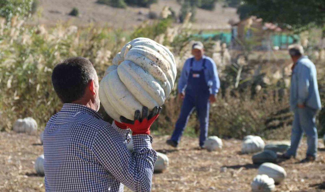 ÜLKE ÇAPINDA TADI İLE