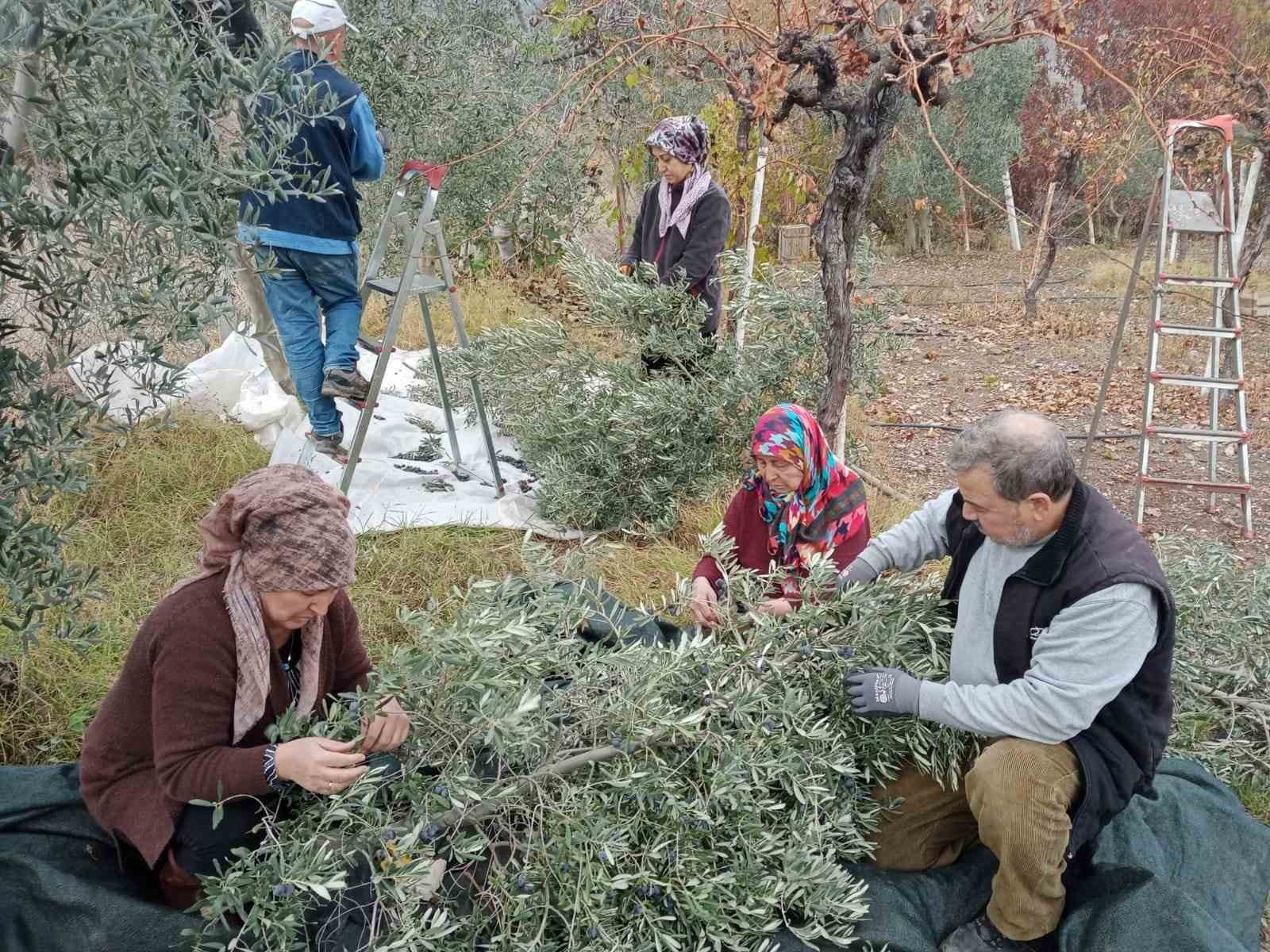 Eskişehir’de çiftçiler dönümden 2 ton zeytin aldı, yüzleri güldü